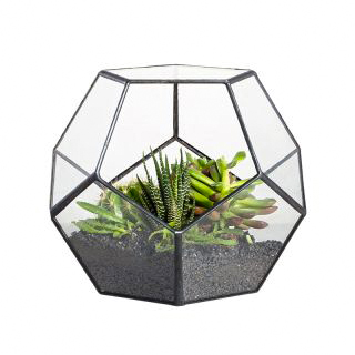 Broadleaf Lady Palm